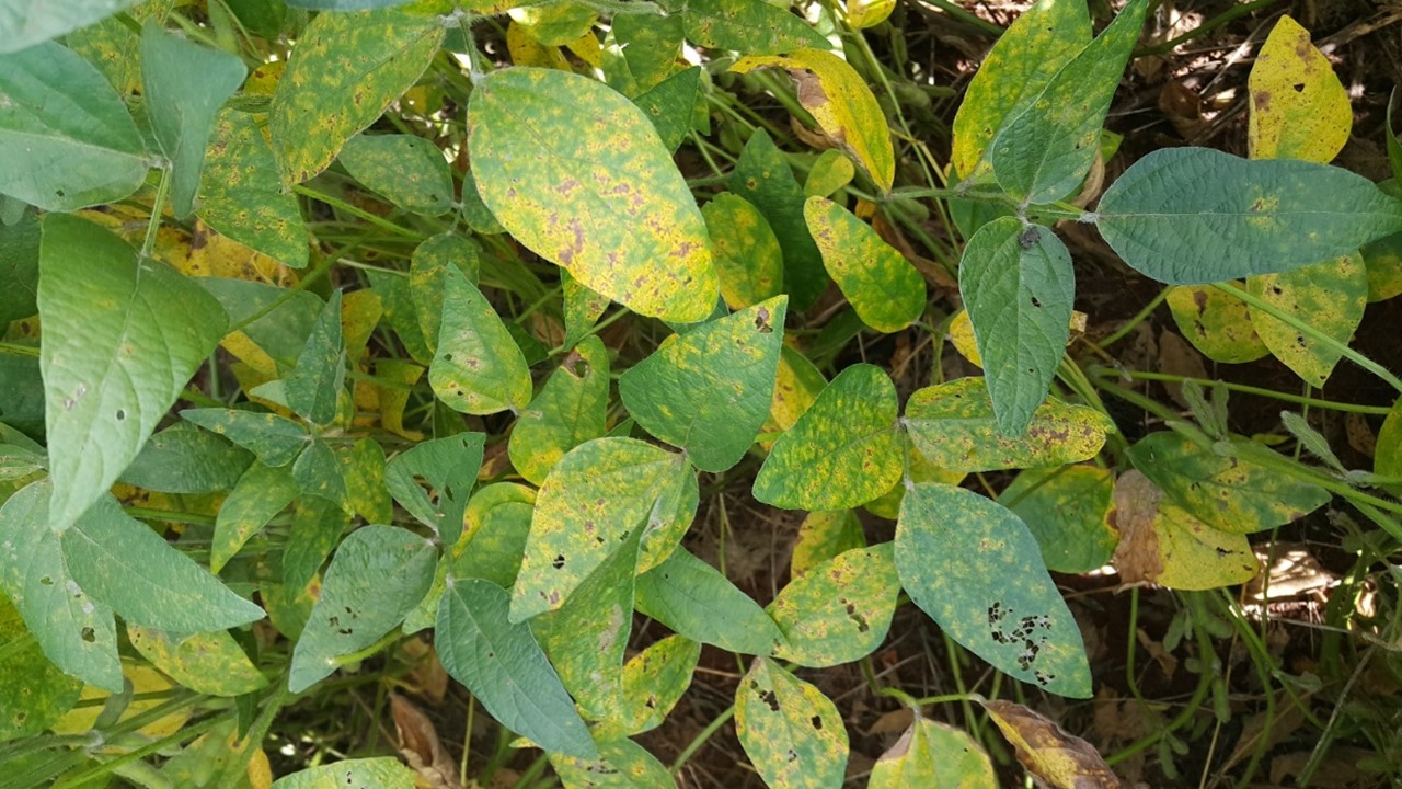 Pausa Fitosanitaria para el cultivo de soja, a partir del 1 de junio