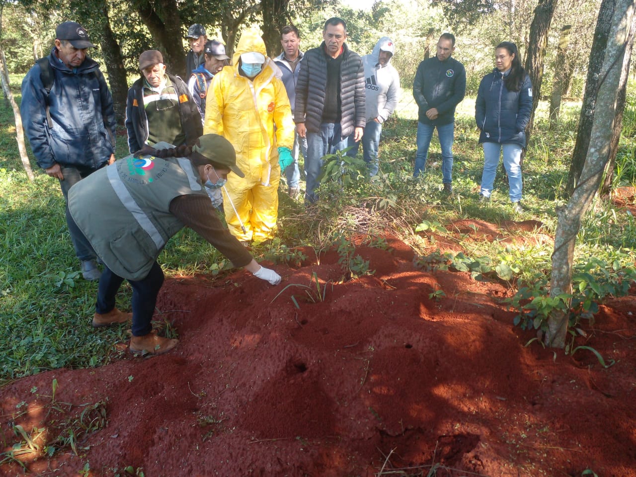 Manejo integrado de hormigas cortadoras: capacitación y entrega de insumos en Ñeembucú y Central