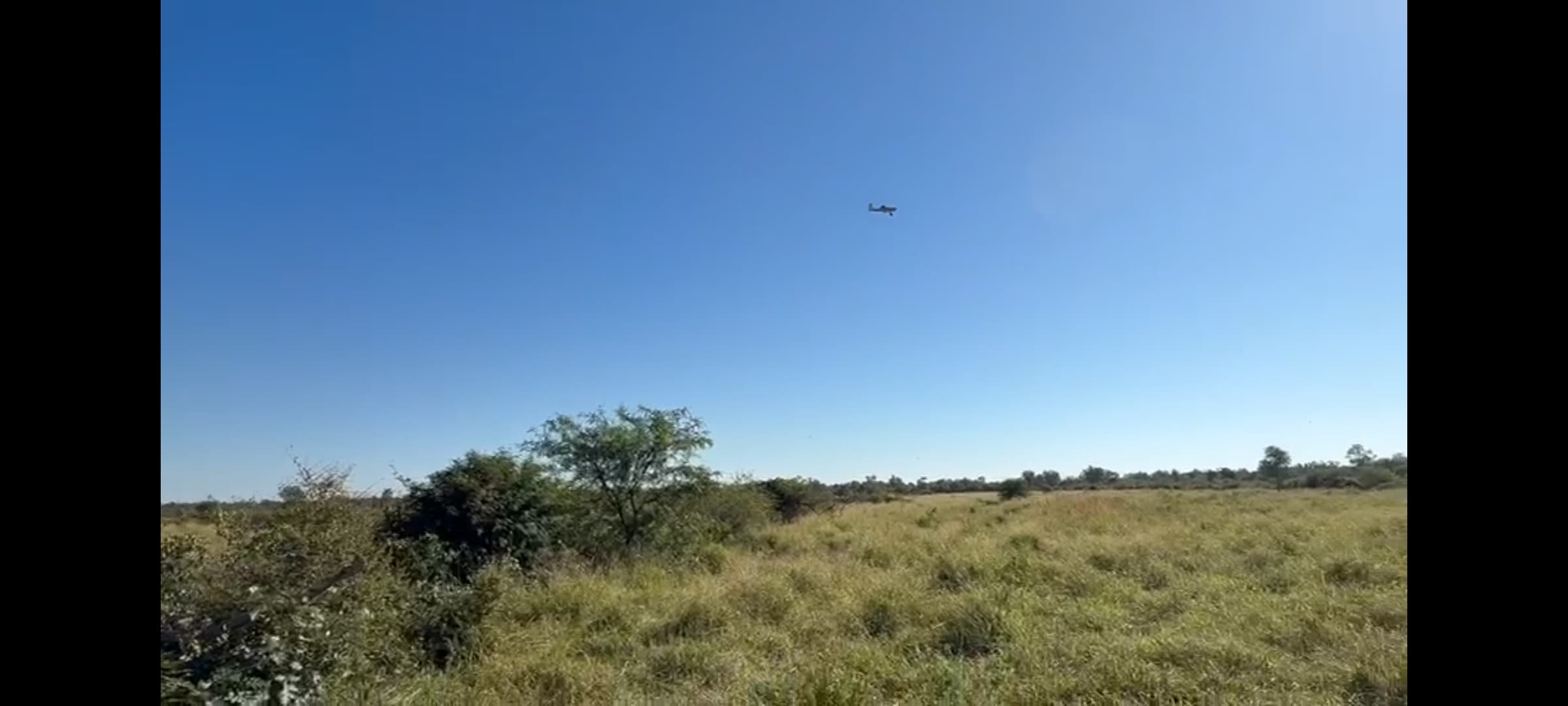 Emergencia fitosanitaria: controlan una manga de langostas en Campo Aceval, Presidente Hayes