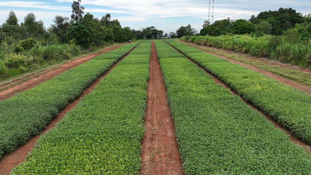 Nuevos procedimientos para registrar cultivares protegidos y comerciales