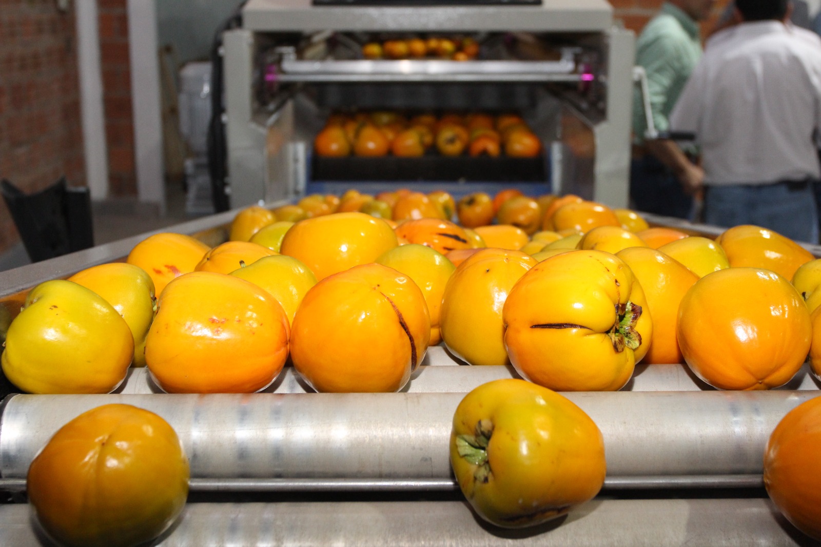 Paraguay amplia oferta en exportaciones de rubros agrícolas