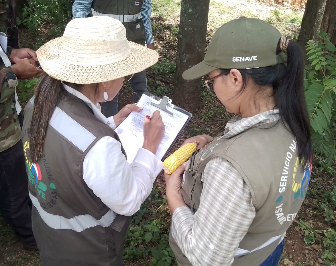 Inspección para certificación de semillas de la agricultura familiar